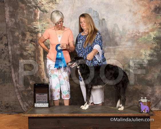Silken Windhound #22 Sat Spec AmBredBitch 1st Susan Collarafi-SSR_9646-MrshllUKC2018-HR3