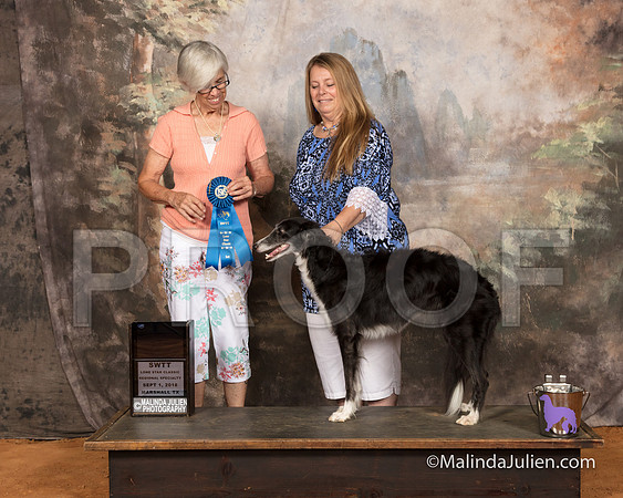 Silken Windhound #22 Sat Spec AmBredBitch 1st Susan Collarafi-SSR_9648-MrshllUKC2018-HR3