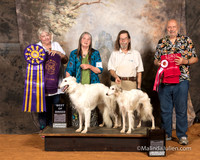 Silken Windhound #33 Sat BOB #36 BOS Judge Lynn Wall