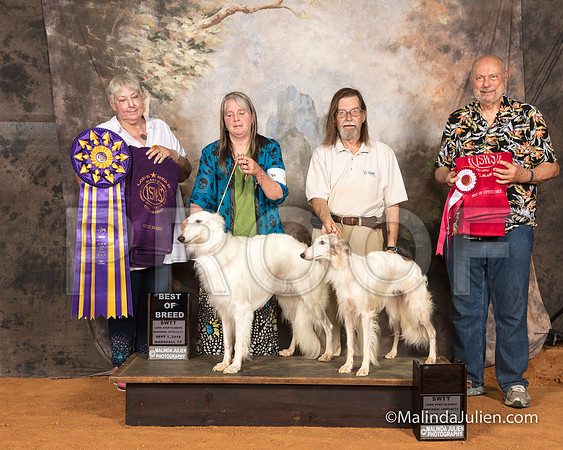 Silken Windhound #33 Sat BOB #36 BOS Judge Lynn Wall-SSR_9614-MrshllUKC2018-HR3