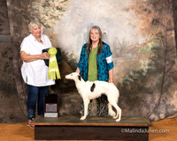 Silken Windhound #6 Sat Best Puppy Judge Lynn Wall
