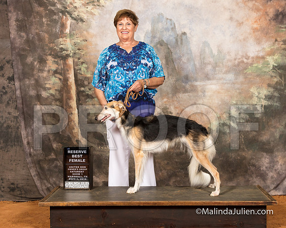 Silken Windhound Sat S2 RBF Madge Breslof-SSR_9650-MrshllUKC2018-HR3