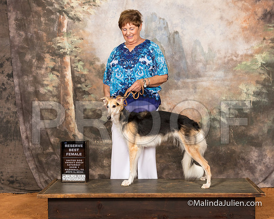 Silken Windhound Sat S2 RBF Madge Breslof-SSR_9652-MrshllUKC2018-HR3