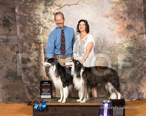 Silken Windhound Sat S2 RBM Luann Sanders-SSR_9661-MrshllUKC2018-HR3