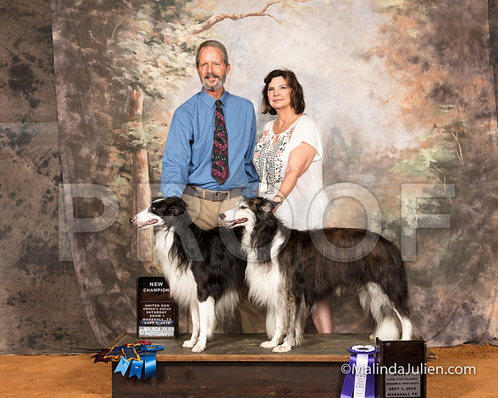 Silken Windhound Sat S2 RBM Luann Sanders-SSR_9666-MrshllUKC2018-HR3