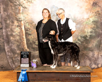 Silken Windhound Spec Sat #22 AmBred Bitch 1st Judge Lynn Wall