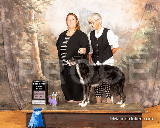 Silken Windhound Spec Sat #22 AmBred Bitch 1st Judge Lynn Wall-SSR_9587e1-MrshllUKC2018-HR3