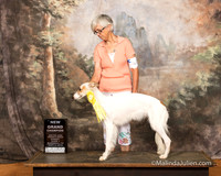Silken Windhound Sun S1 NGrCh G4 Susan Brasel