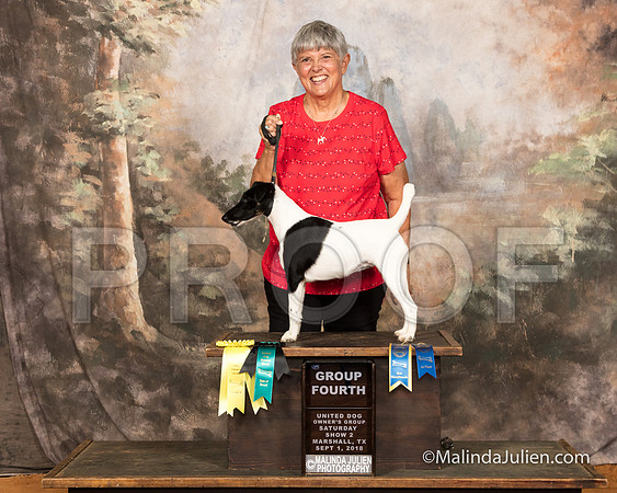 Smooth Fox Terrier Sat S2 G4 Carolyn Olson-SSR_9691-MrshllUKC2018-HR3