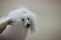 Poodle Std