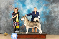 Alaskan Malamute #6 Fri G3 Judge Diane Collings