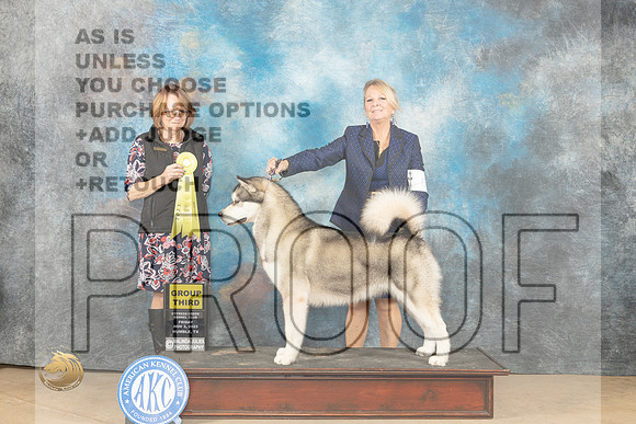 Alaskan Malamute #6 Fri G3 Judge Diane Collings_JP_9661_CCKC2023_HR3