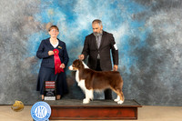 Australian Shepherd #15 Fri G2 Judge Nancy Eilks