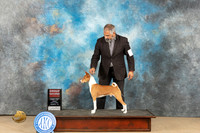 Basenji #17 Fri G2 Judge Dianne Kroll