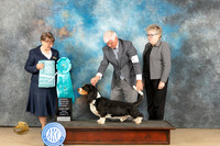 Basset Hound #9 Fri OHBIS Judge Nancy Eilks