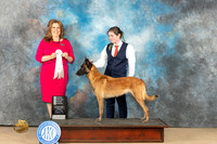 Belgian Malinois #6 Fri OHG4 Judge Stephanie Kaul