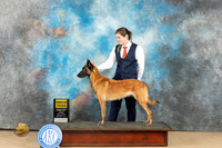 Belgian Malinois #6 Fro G3 Judge Nancy Eilks