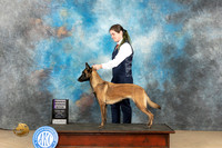 Belgian Malinois #8 Fri RWB Judge Nancy Eilks