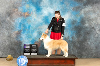 Border Collie #9 Fri WD Judge Nancy Eilks