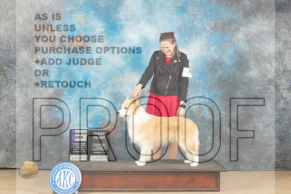 Border Collie #9 Fri WD Judge Nancy Eilks_JP_9736_CCKC2023_HR3