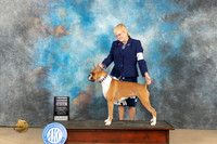 Boxer #8 Fri RWB Judge Diane Collings
