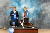 Cardigan Welsh Corgi #11 Fri G1 Judge Nancy Eilks