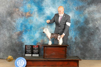Chinese Crested #8 Fri BOSOHBOB Judge Connie H Clark