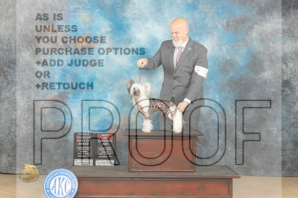 Chinese Crested #8 Fri BOSOHBOB Judge Connie H Clark_JP_9543_CCKC2023_HR3