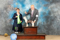 Chinese Crested #8 Fri OHG2 Judge Nancy Eilks