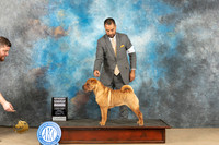 Chinese Shar Pei #6 Sun G4 Judge Deborah Ferguson