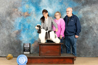 Cocker Spaniel Parti #9 Fri SD Judge Dianne Kroll