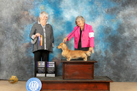 Dachshund Longhaired #9 Fri BOV Judge Lori Nelson