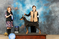 Doberman Pinscher #18 Fri BOW Judge Diane Collings