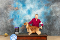 English Cocker Spaniel #7 Fri BOBOHBOB Judge Dianne Kroll