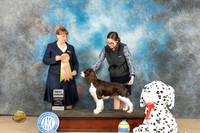 English Springer Spaniel #J200 Fri BJr Judge Nancy Eilks