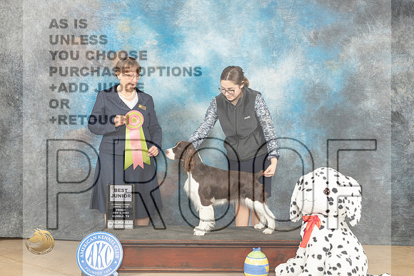 English Springer Spaniel #J200 Fri BJr Judge Nancy Eilks_JP_9651_CCKC2023_HR3