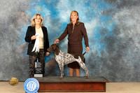 German Shorthaired POinter #8 Fri OHG4 Judge Deborah Ferguson