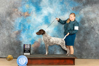 German Shorthaired Pointer #7 Fri BOBGCH Judge Diane Kroll