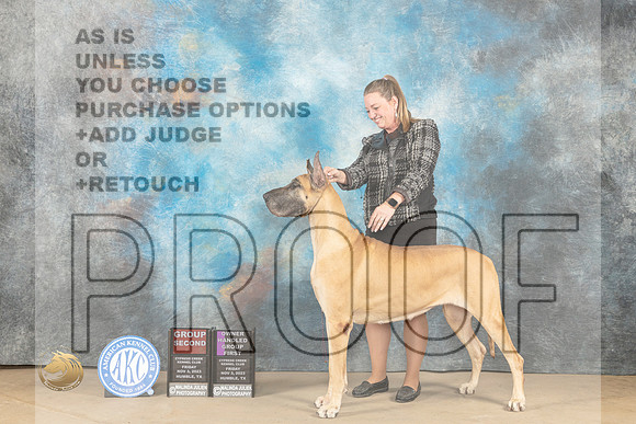 Great Dane #8 Fri G2 Judge Diane Collings OHG1 Judge Diana Kroll_JP_9872_CCKC2023_HR3