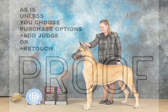 Great Dane #8 Fri G2 Judge Diane Collings OHG1 Judge Diana Kroll_JP_9873_CCKC2023_HR3