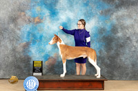 Ibizan #5 Fri G3 Judge Diane Kroll
