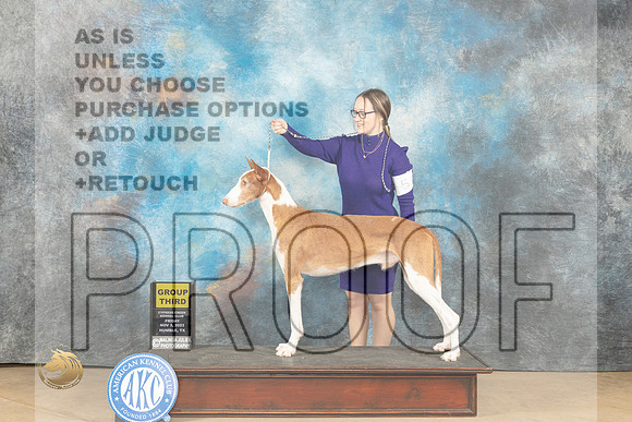 Ibizan #5 Fri G3 Judge Diane Kroll_JP_9834_CCKC2023_HR3