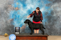 Labrador Retriever #7 Fri BOBBOWWD Judge Diane Kroll