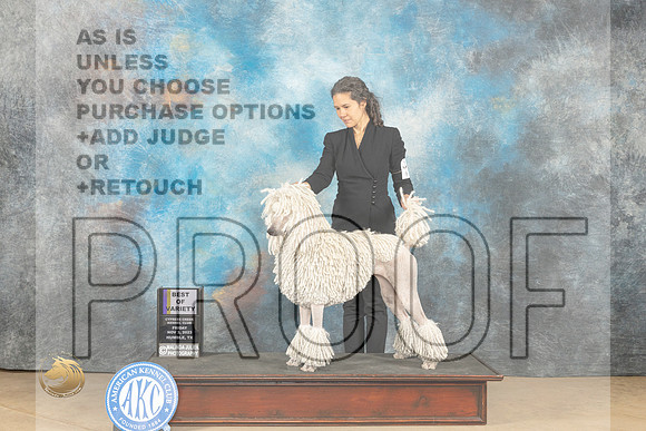 Poodle Std #20 Fri BOV Judge Debra Ferguson_JP_9668_CCKC2023_HR3