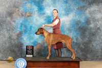 Rhodesian Ridgeback #7 Fri BOS Judge Diana Kroll