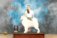 Samoyed #5 BOB Fri Judge Diane Collings