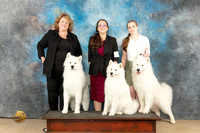 Samoyed family Fri