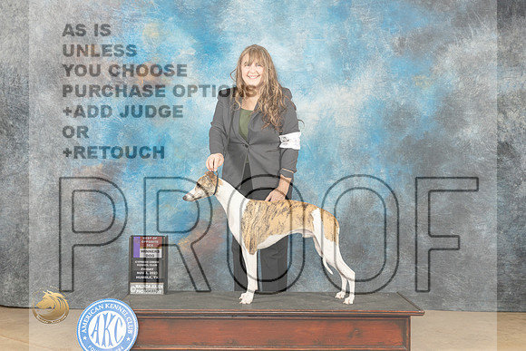 Whippet #17 Fri BOSWDM Judge Lori Nelson_JP_9535_CCKC2023_HR3