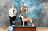 Whippet #21 Fri BBE G1 Judge Samantha Newton McCurry