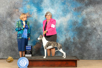 Whippet #8 Fri G1 Judge Dianne Kroll